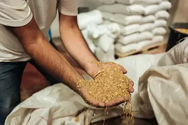 A handful of fresh wheat